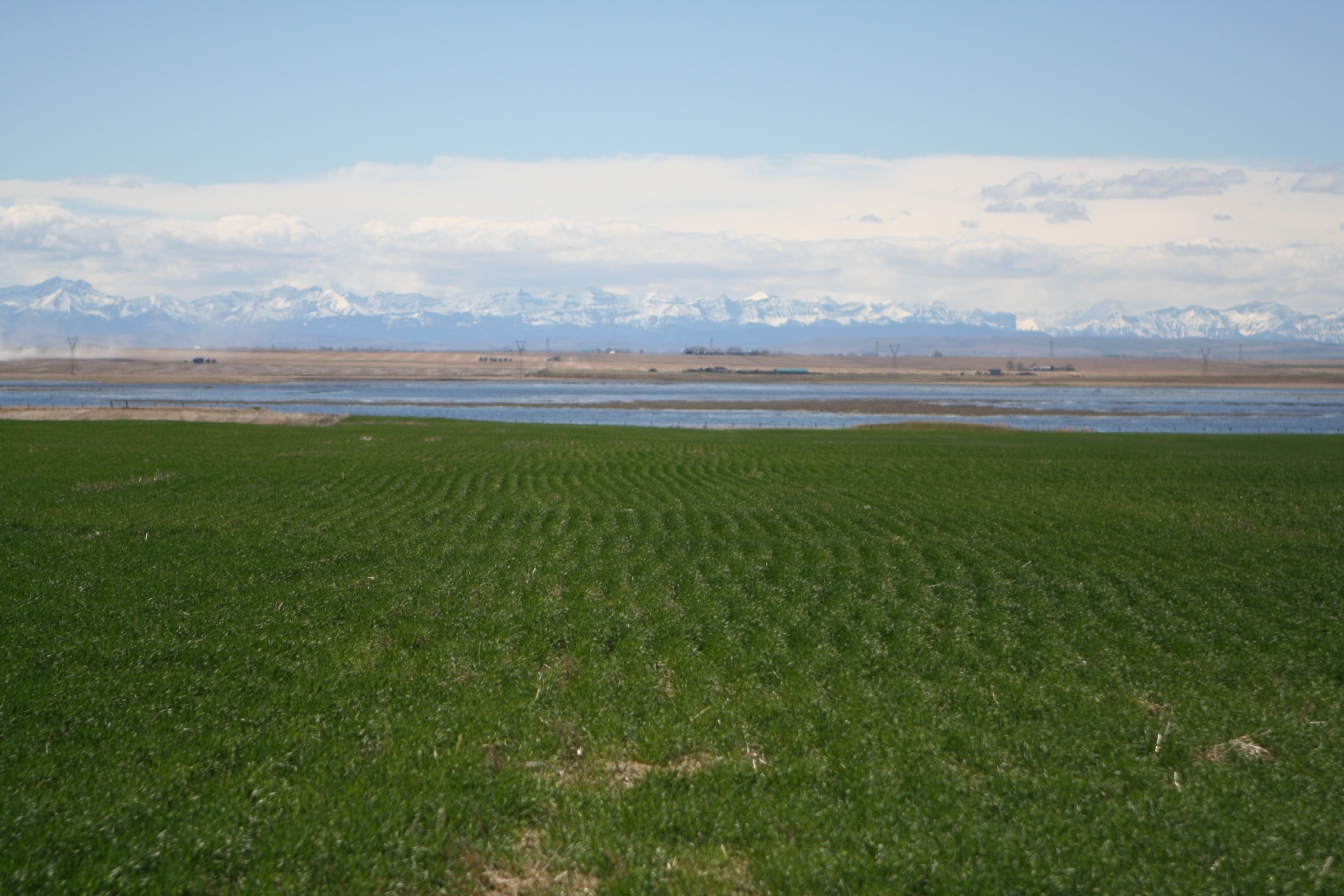 Winter wheat in AB