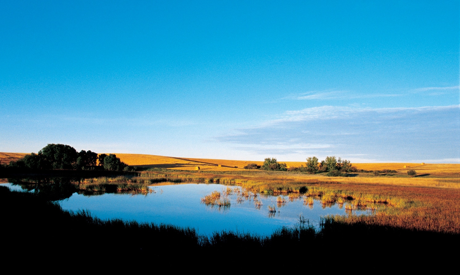 Wetland