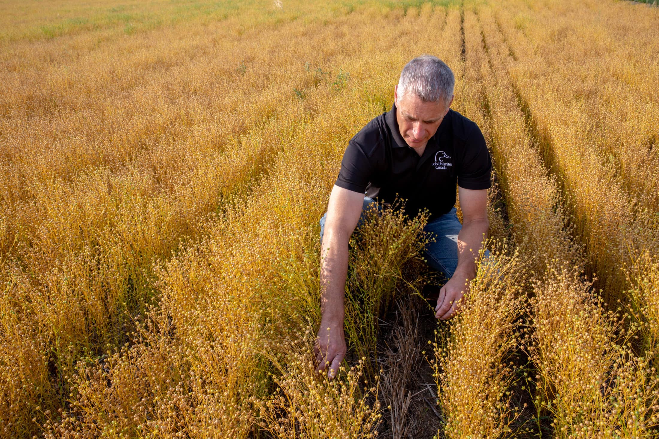 P. Thoroughgood in flax field