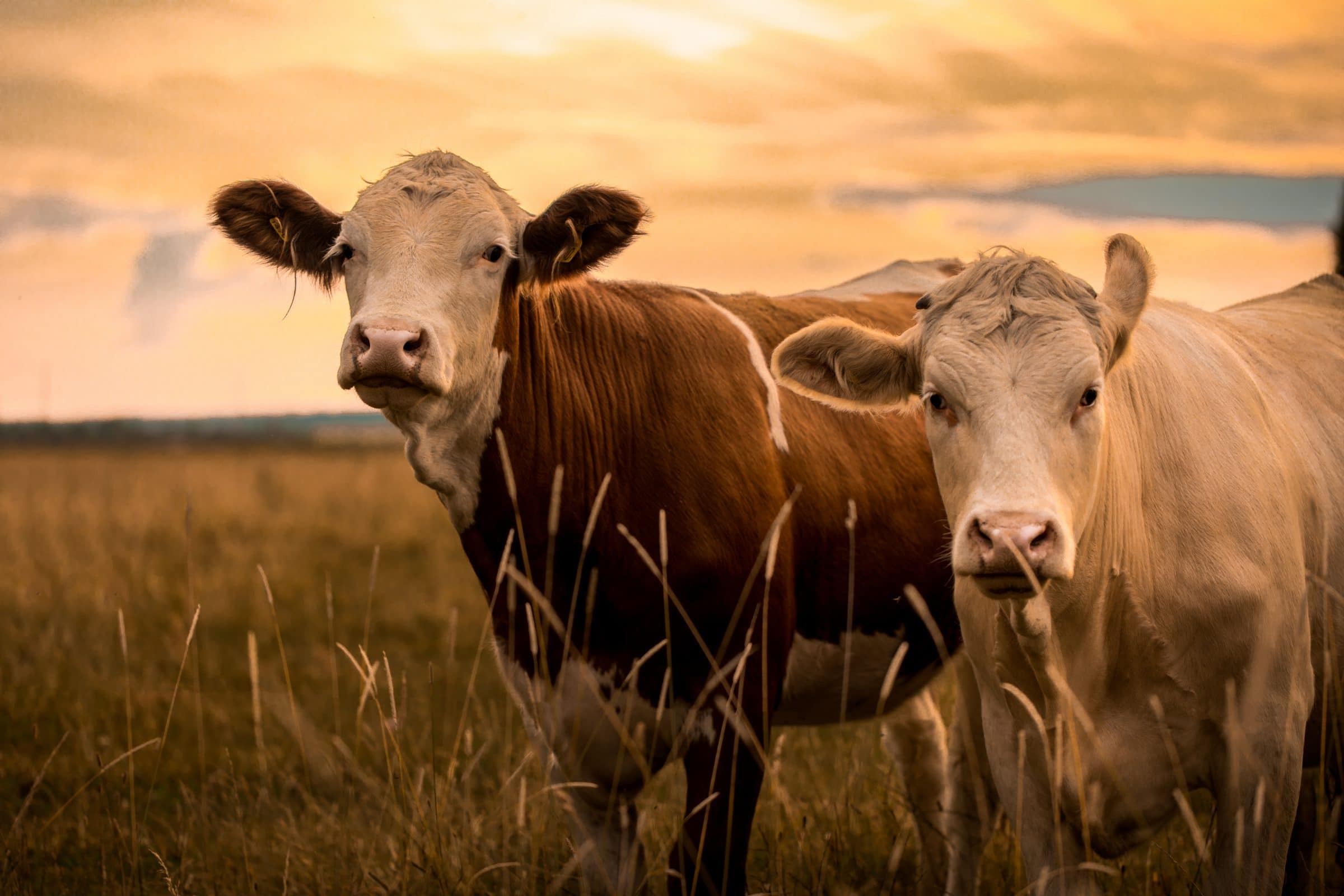 Cattle grazing