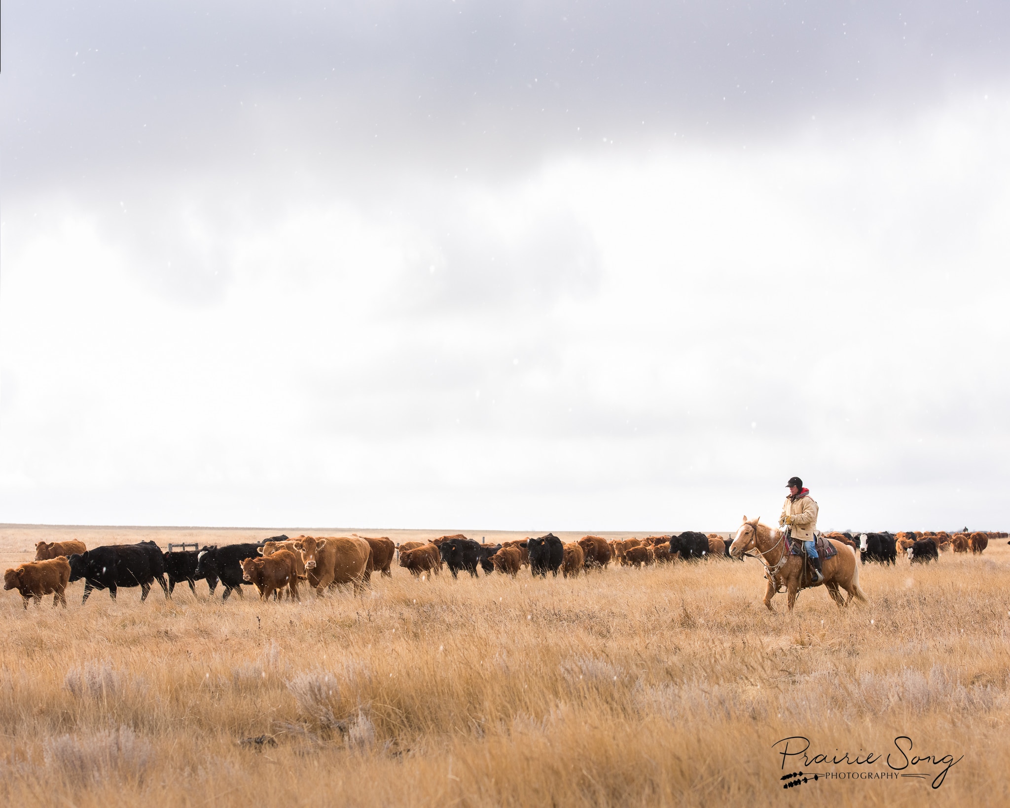 Moving cows