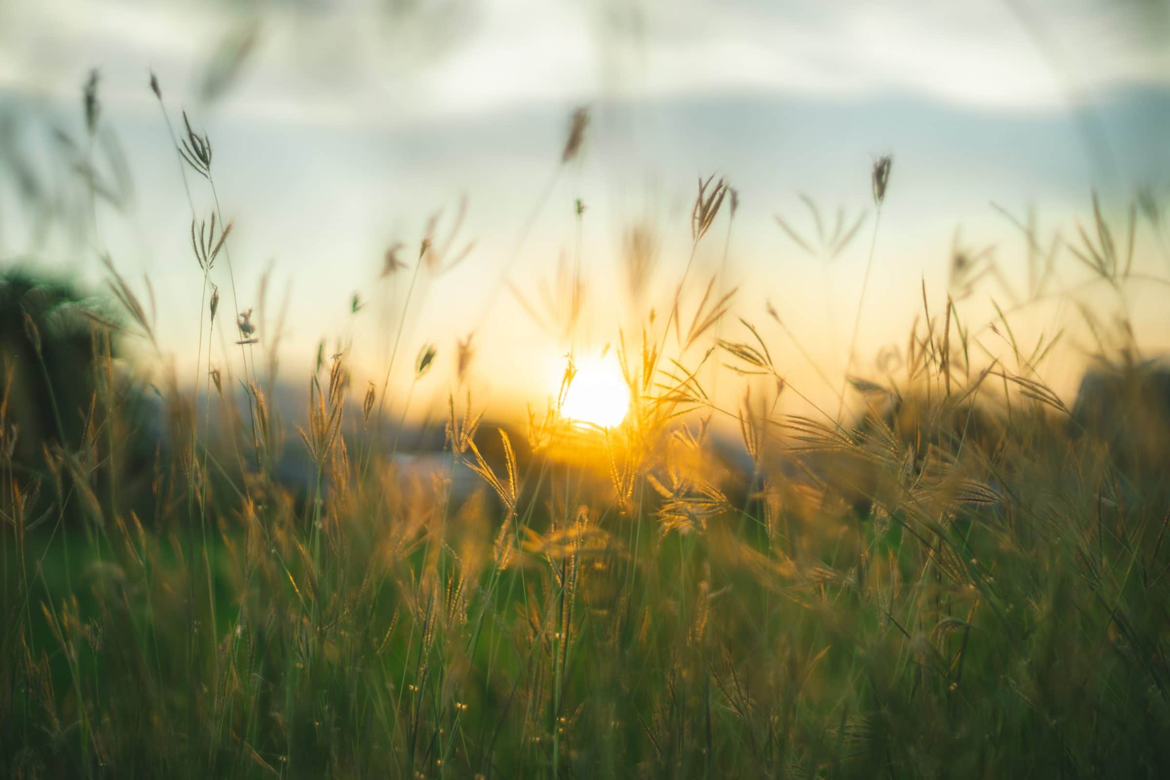 Grasslands plants