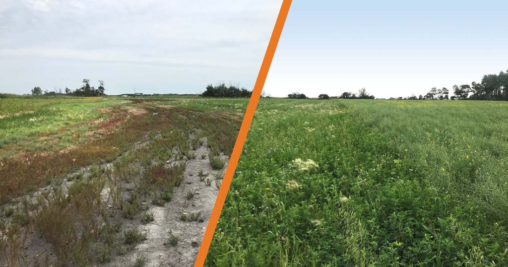 Before and after in a field near Shoal Lake