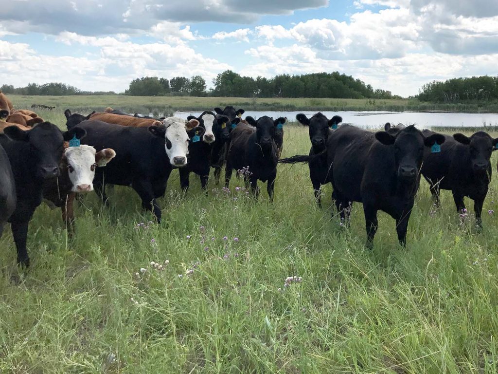 cattle in forage in Manitoba farm field