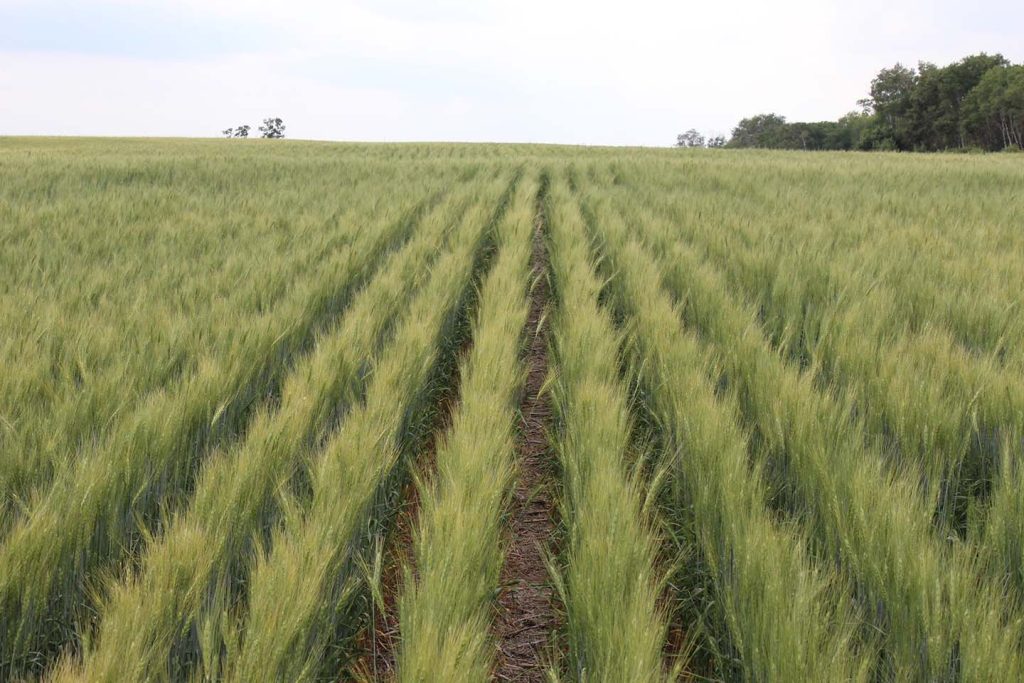 photo shows winter wheat field near Brookdale MB