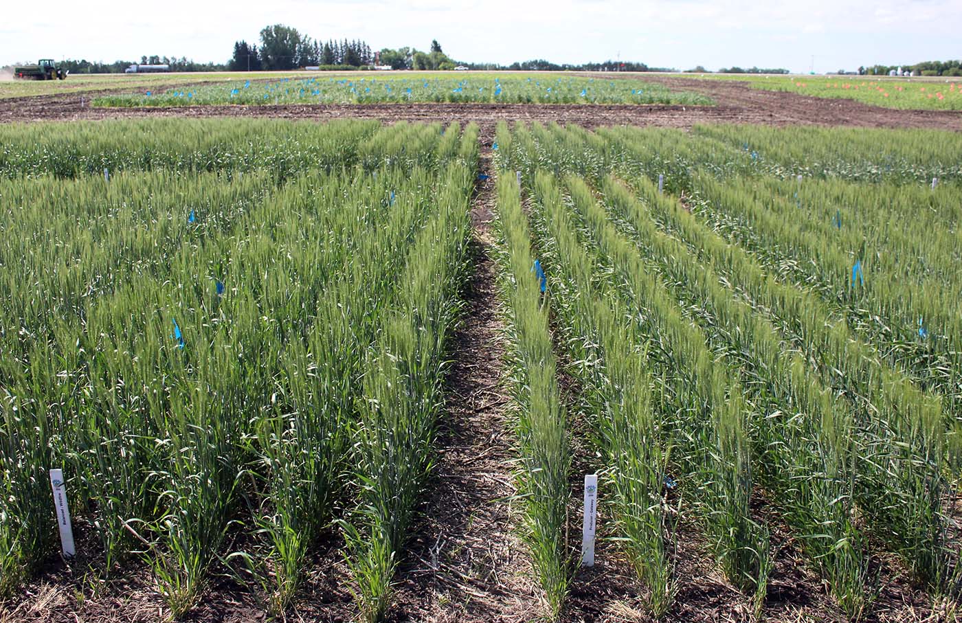 2021 DUC winter wheat plots at the Carberry research centre show high-yielding variety to the left grown with less fertilizer (photo DUC)