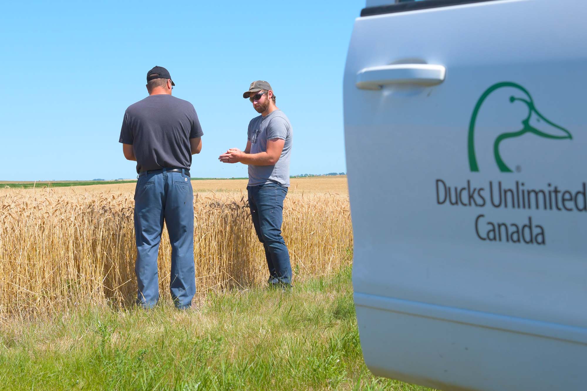 Alex Griffiths from DUC provides on-farm winter wheat advice (photo DUC)