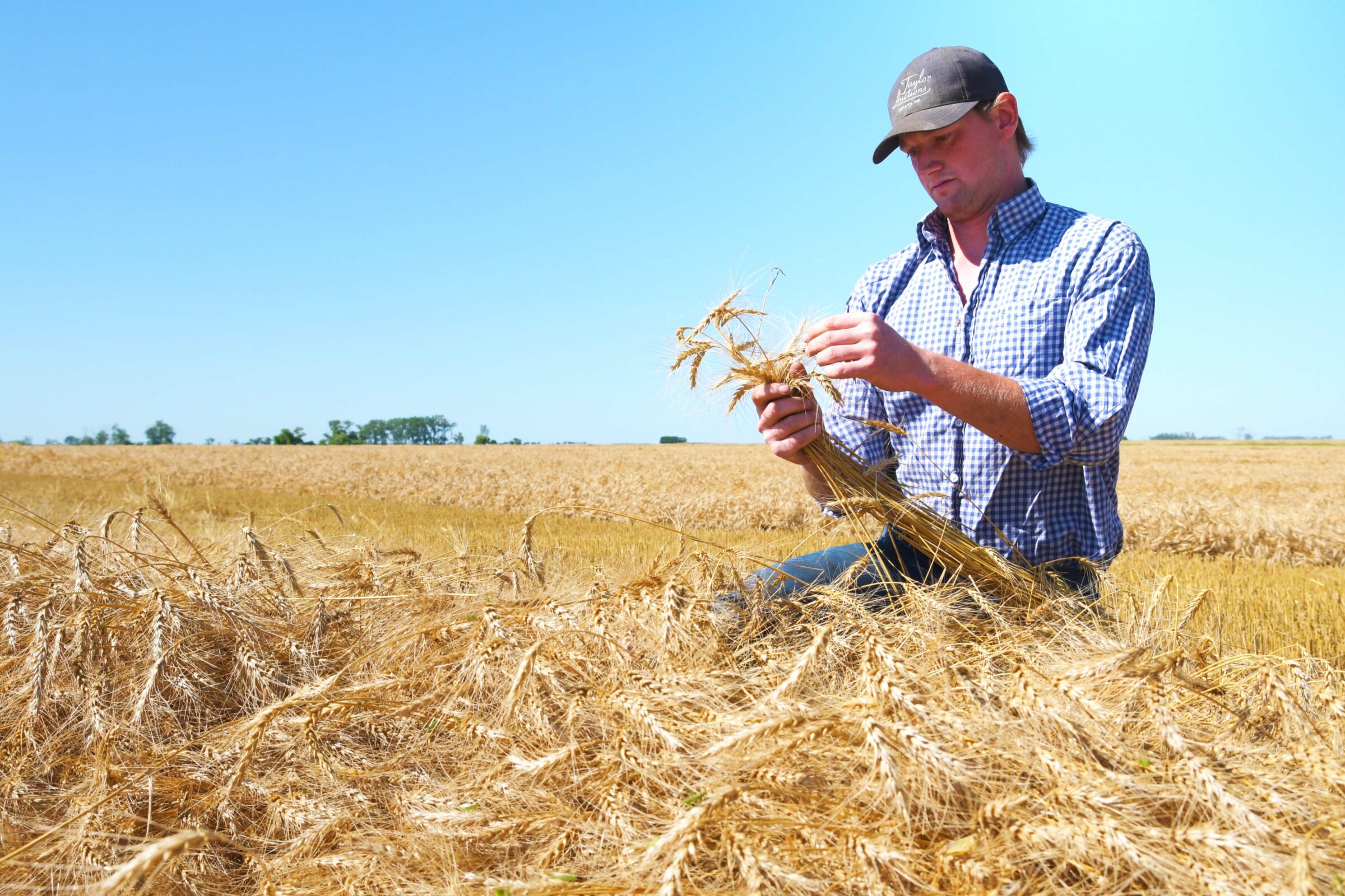 Ryan Downey inspects his winter wheat swathes near Coulter (photo DUC)