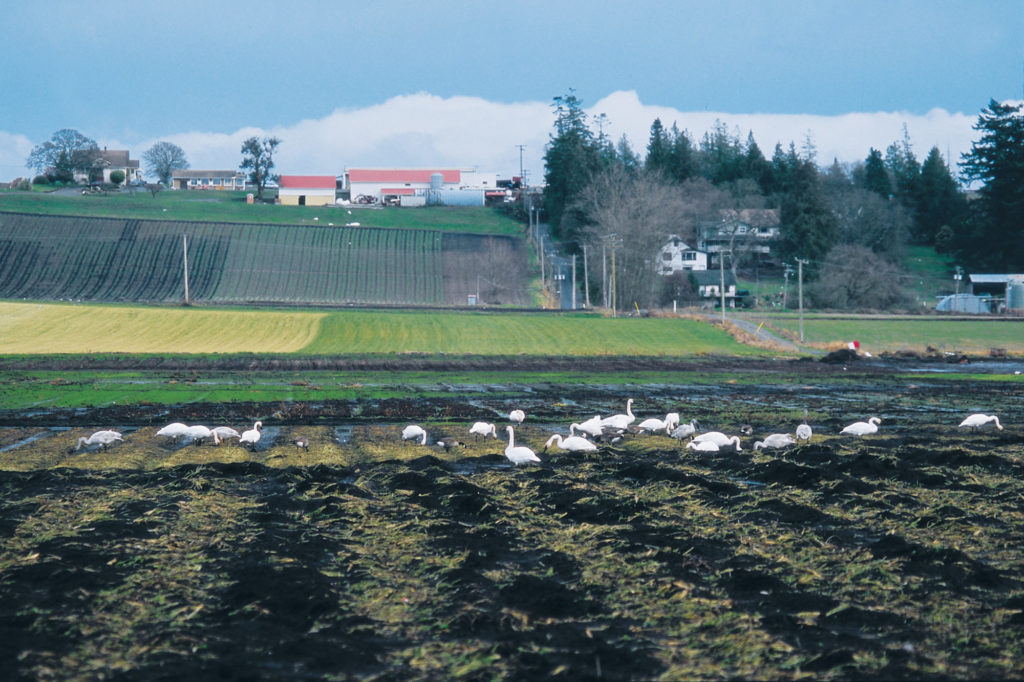 A group of swans in a farmer's field. In the distance there are houses and a forest.