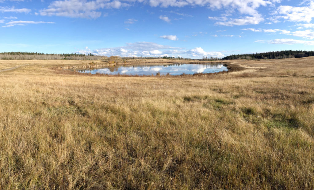 A wide open natural wetland on a ranch in BC.