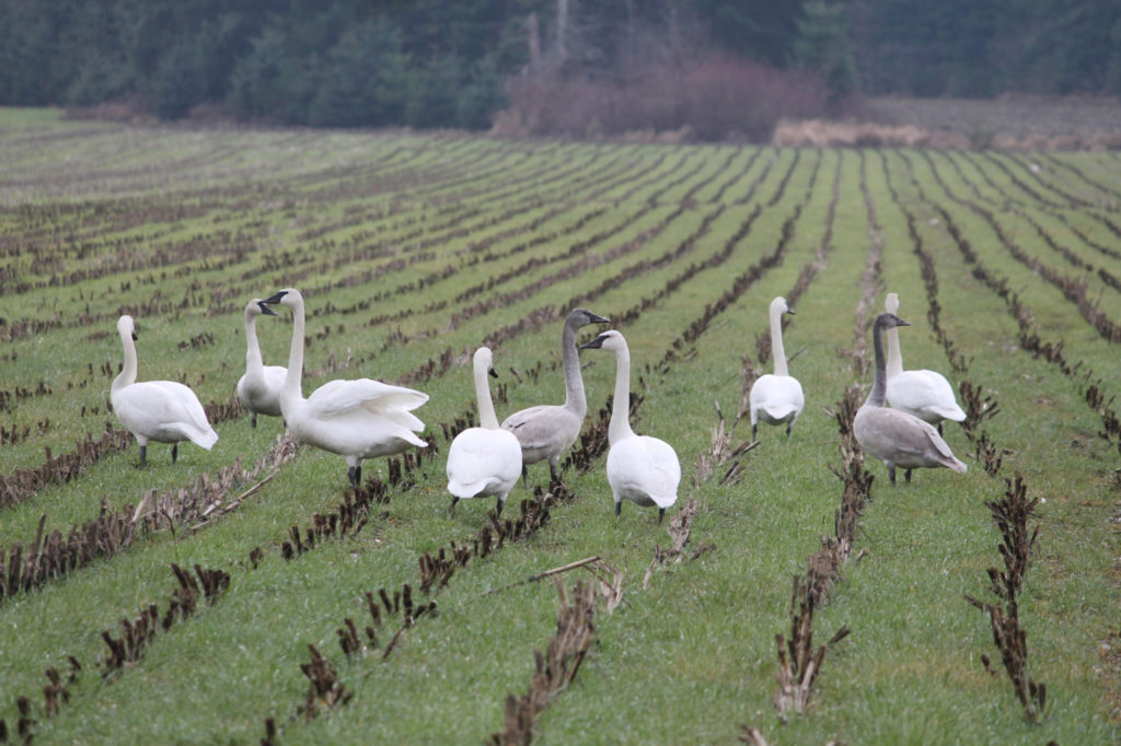 A group of 9 white trumpeter swans are gathered on an agricultural field.