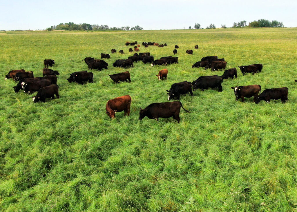 aerial view of cattle grazing in Manitoba pasture