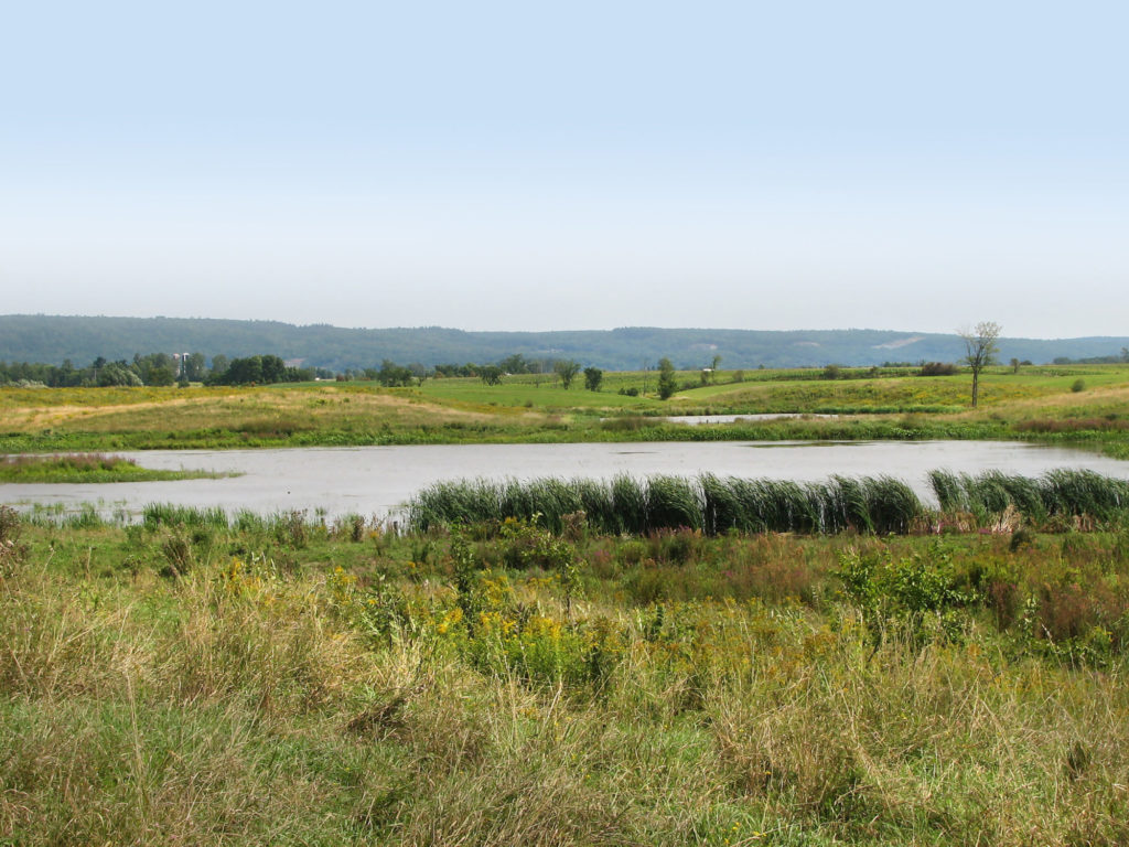 A blue-gray sky over a green-yellow Ontarian wetland.