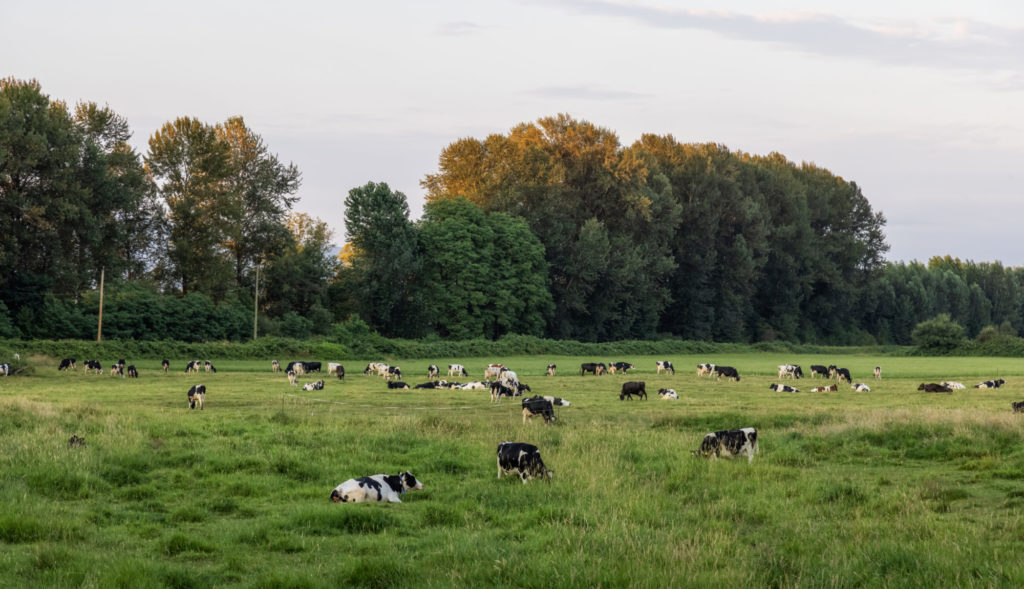 Herd of Cows in a green farm field.