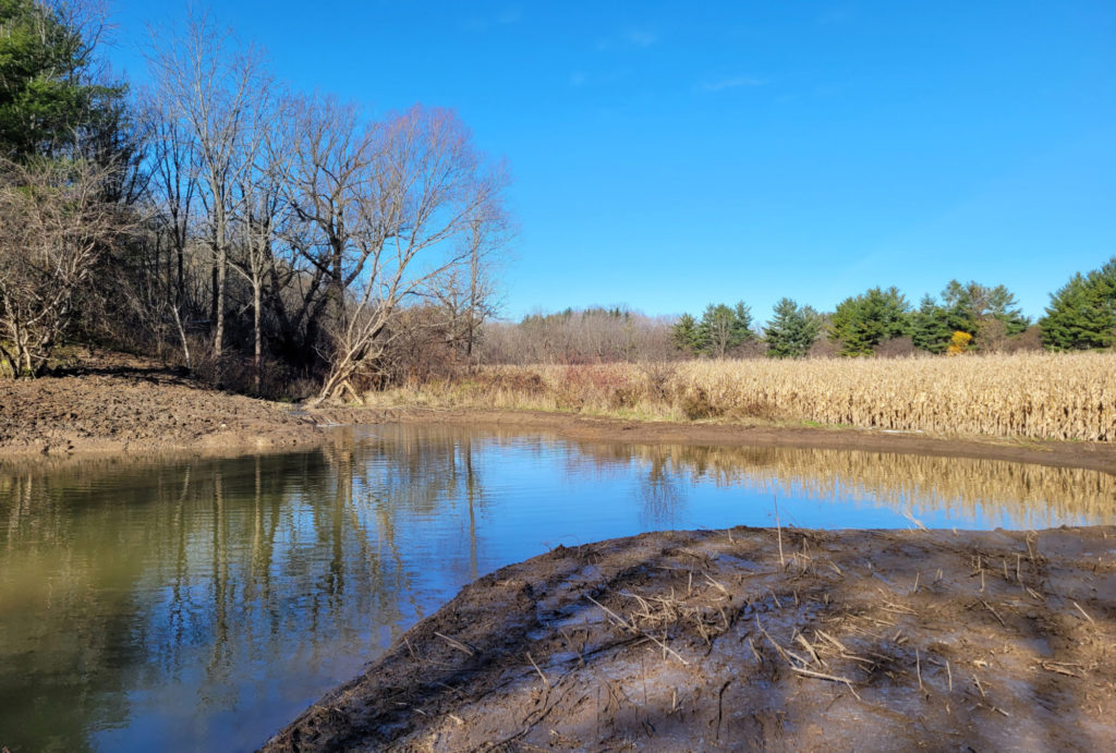 A blue sky is reflected in a forested wetland pond.