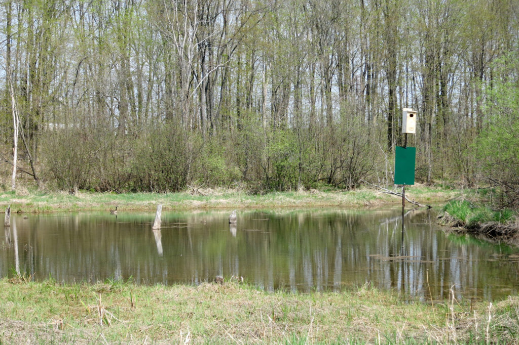 A wooden nesting box in the middle of a pond in a wetland.