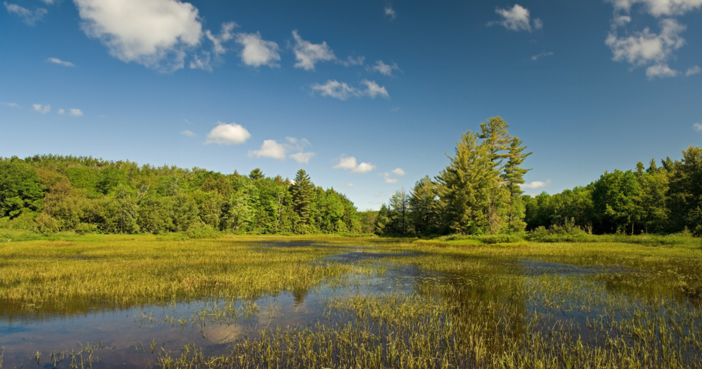 Wetland