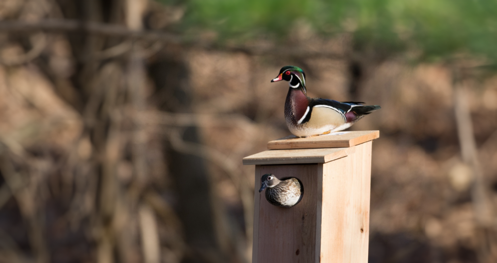 Wood duck pair on a nest box