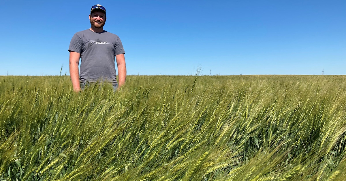 DUC winter wheat specialist Alex Griffiths in a winter wheat field near Neepawa in the summer of 2022.