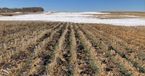Winter wheat seeded in barley stubble near Neepawa in April 2023