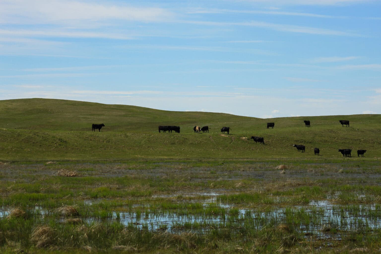 A wetland habitat with black cattle on green pasture hills in the background