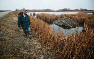 Farmer Don Guillford inspects marshes on his land near Clearwater MB (John Woods/FreePress) 