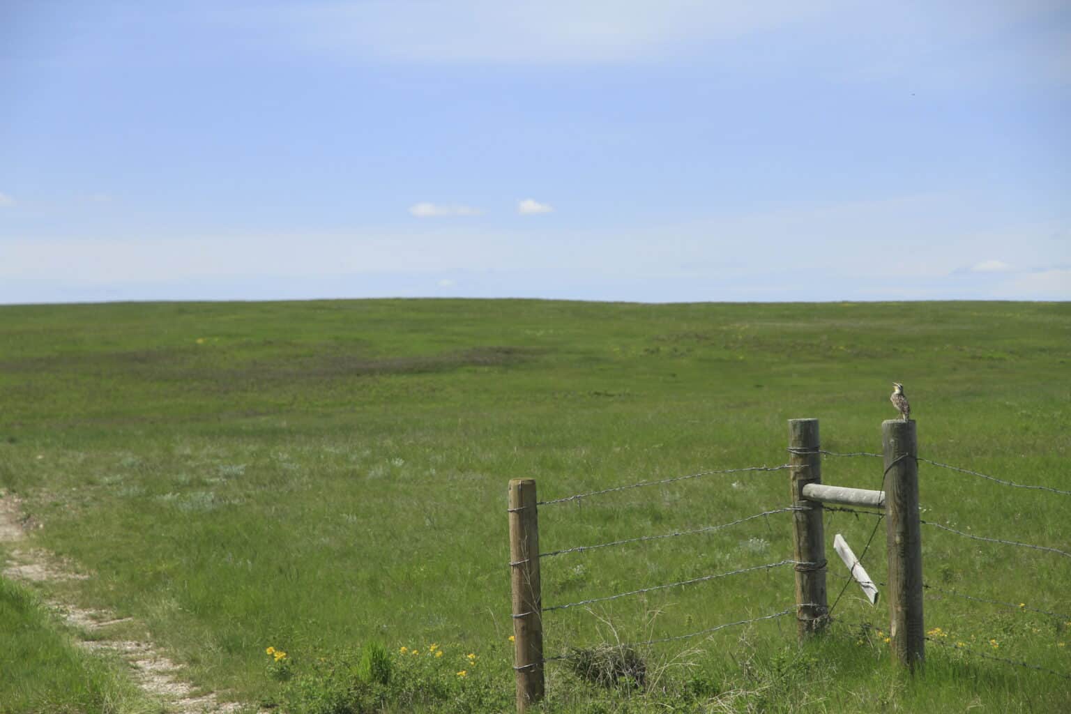 A meadowlark on a fence post in a green pasture