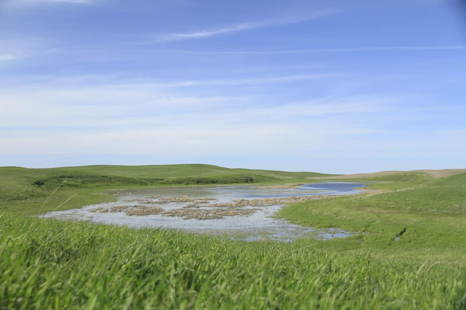 A wetland nestled in rolling green pasture