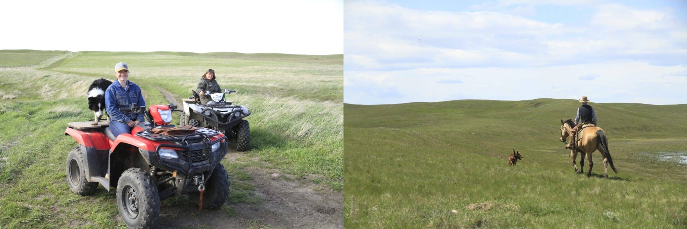 On the left, Courtney and Audrey on quads with their cattle dogs on the back. On the right, Clayton rides his buckskin horse with his dog running beside him on a green pasture