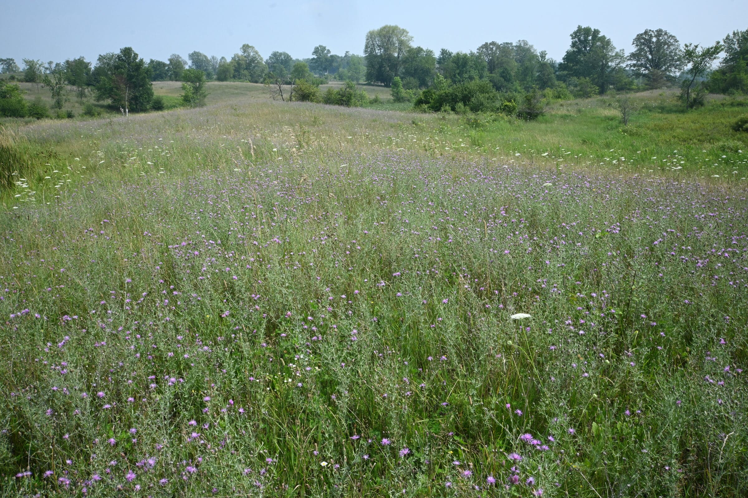 Wildflowers at a grassland Cosford Farm project in Ontario.