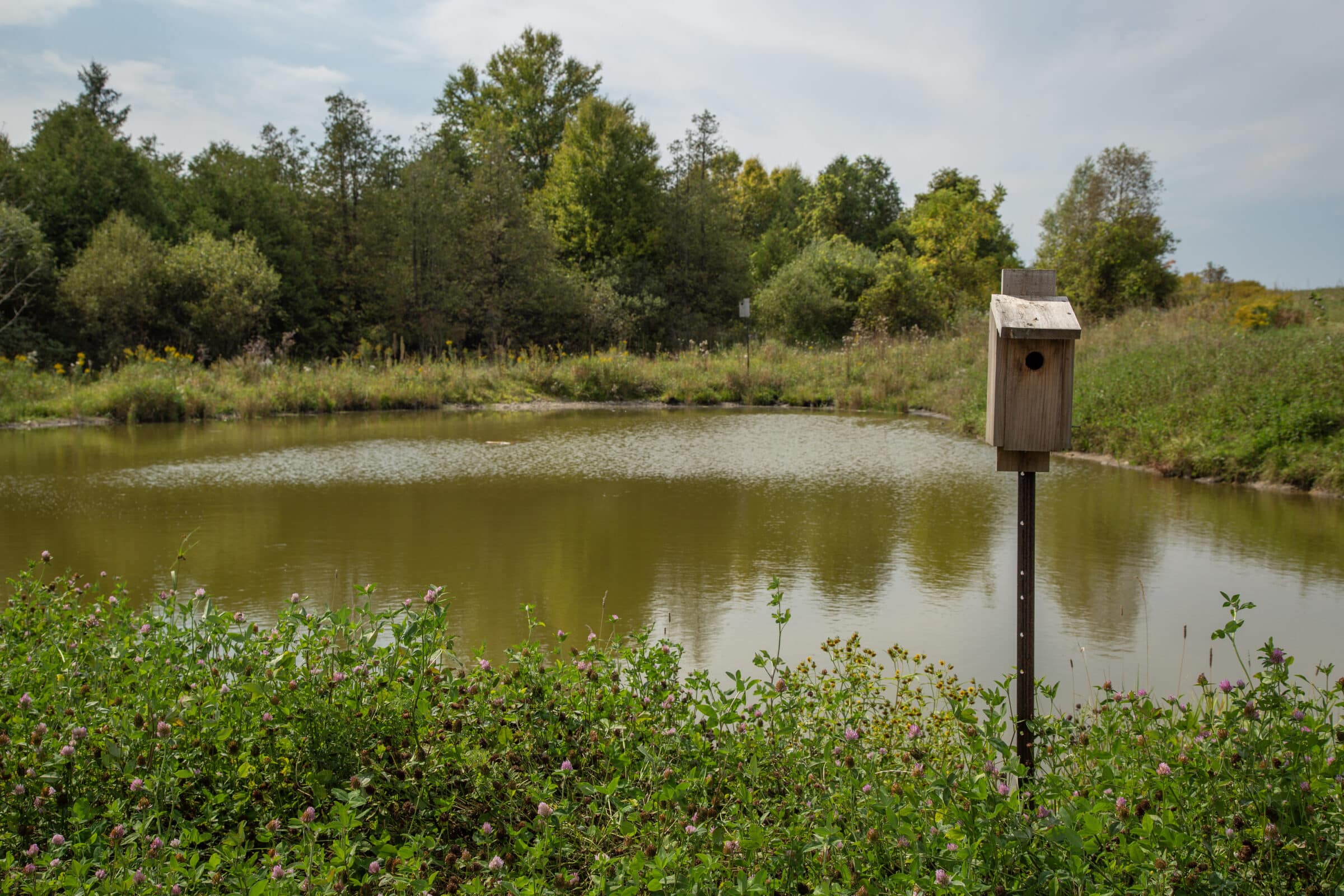 Wood duck nest program