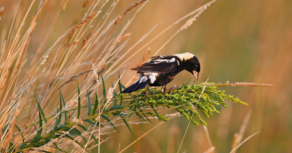 Bobolink perched on grass