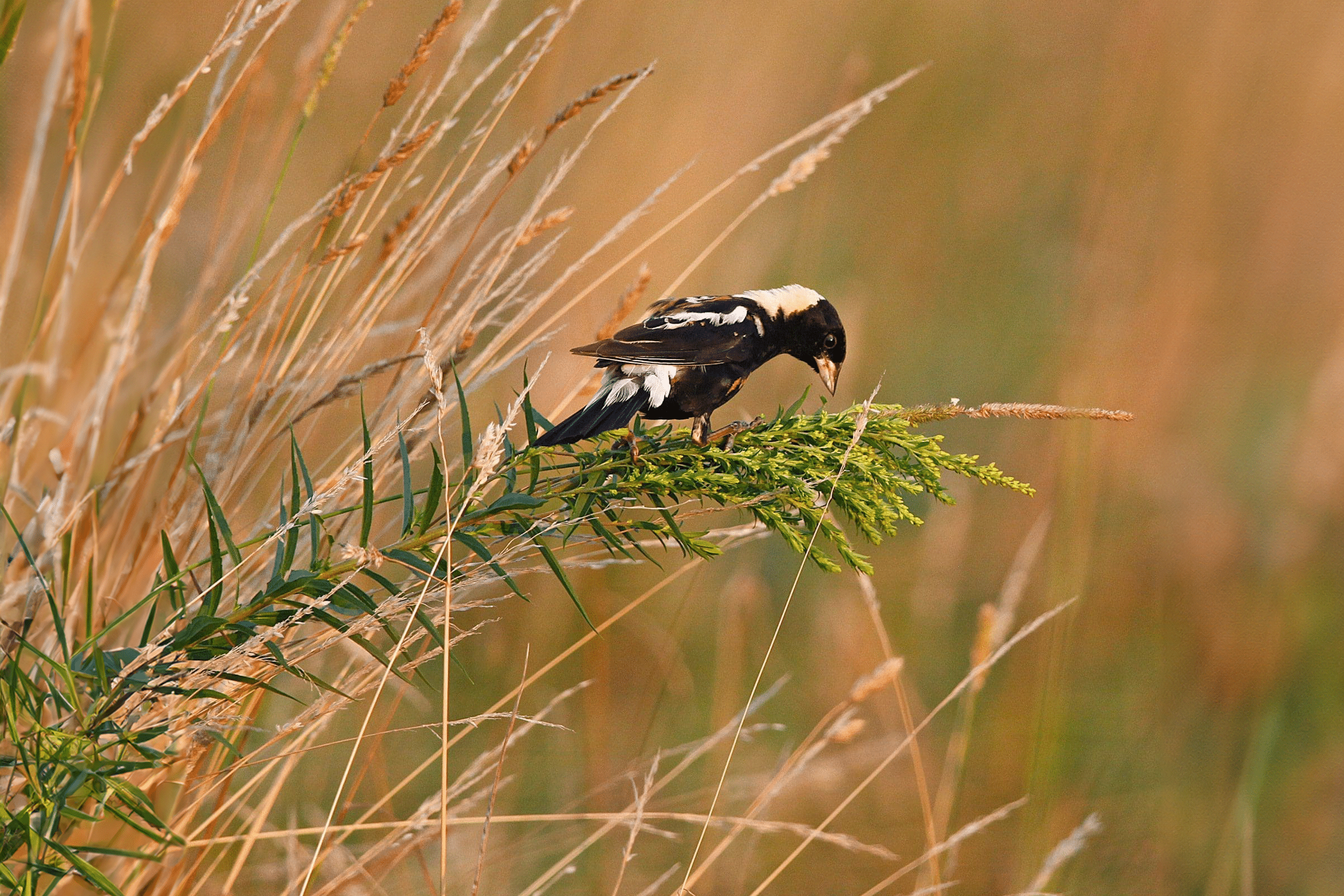 Bobolink perched on a branch in grassland 