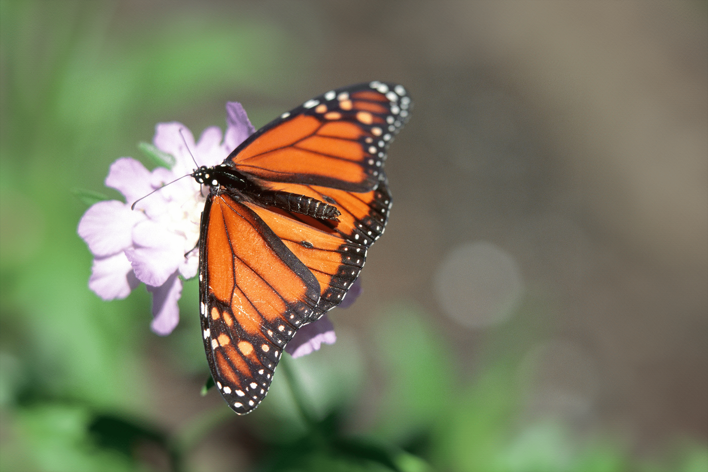 Monarch butterfly on flower, a valuable grassland pollinator 