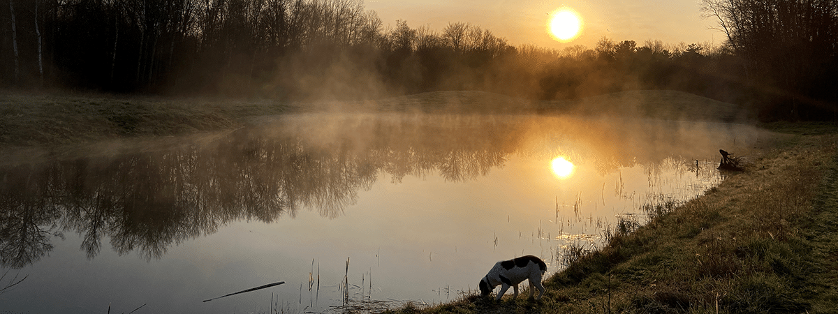 Wetland with dog at sunset