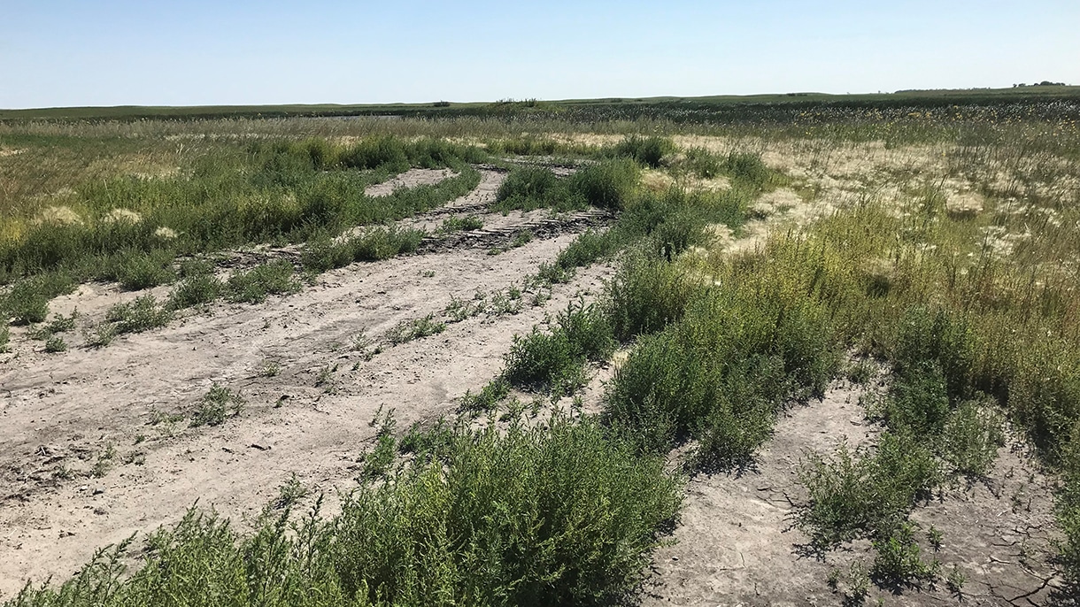 Saline patch in southwest Manitoba