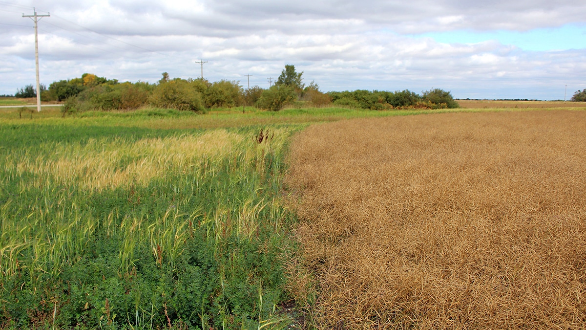 Successful MAP rehabilitation near Cartwright, Manitoba (photo DUC)