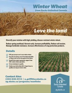DUC winter wheat brochure